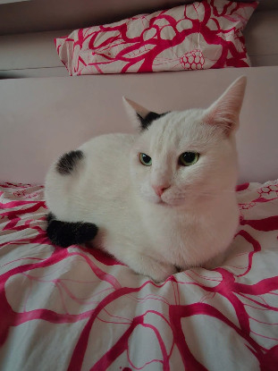 Adopter Inamie