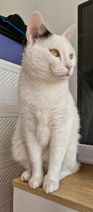 Adopter Inamie