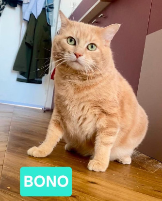 Adopter Bono