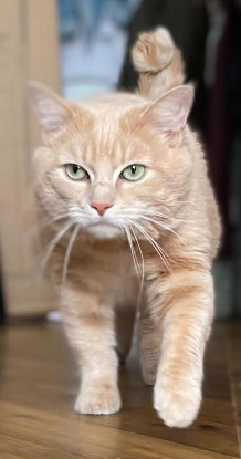 Adopter Bono