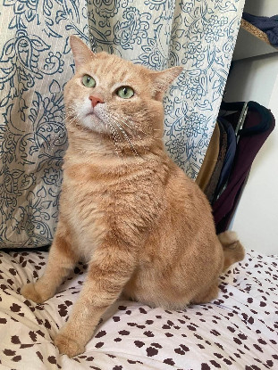 Adoption Bono