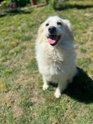 Adopter Eléa