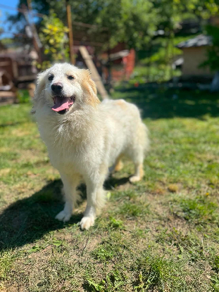 Adopter Eléa