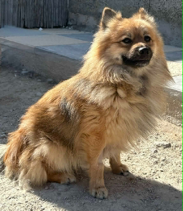Adopter Coquito