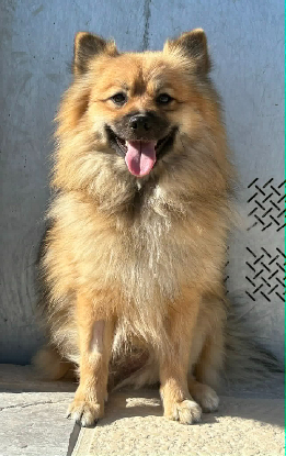 Adopter Coquito