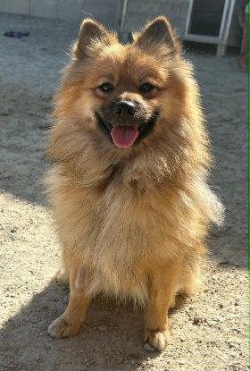 Adoption Coquito