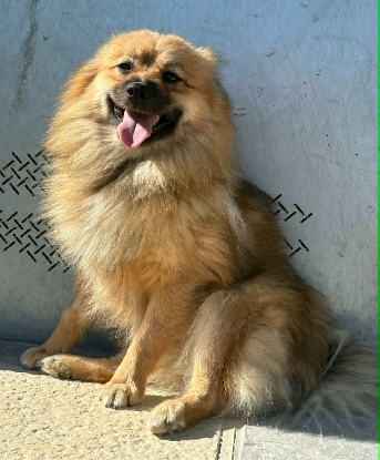 Adoption Coquito