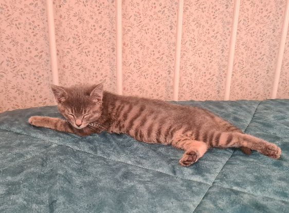 Adopter Greg