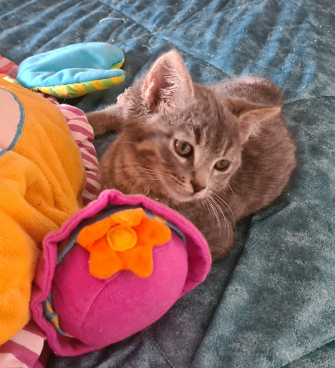 Adopter Greg