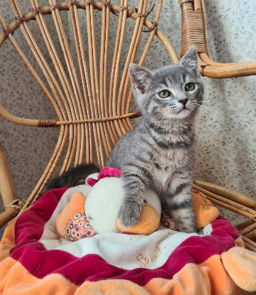 Adopter Greg