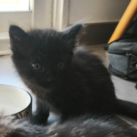 Adopter  chat : Xivo