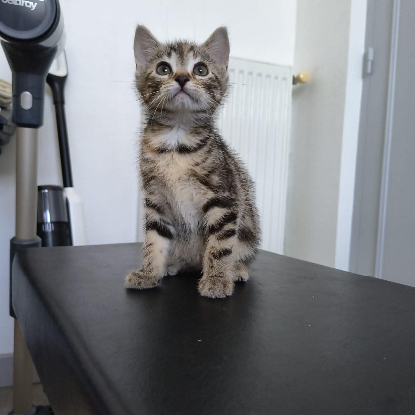 Adopter Bonbon