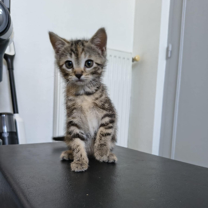 Adopter Bonbon