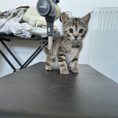 Adopter Bonbon