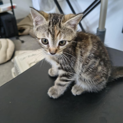 Adoption Bonbon
