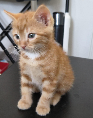 Adopter Bueno