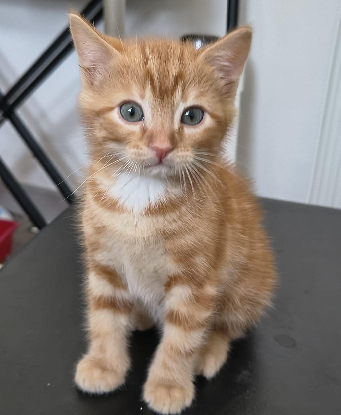 Adopter Bueno