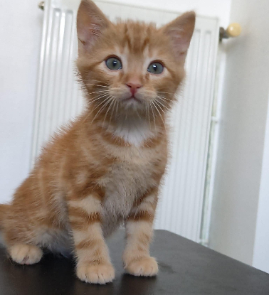 Adopter Bueno