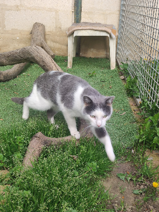 Adoption Nuage