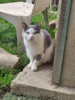 Adopter  chat : Nuage