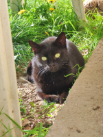 Adopter  chat : Orea