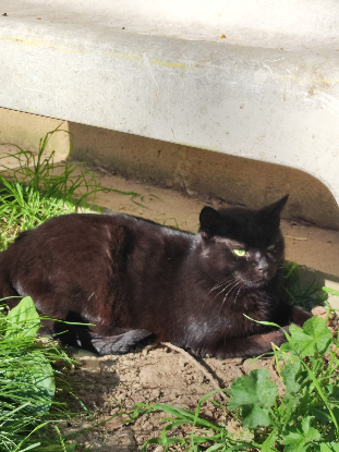 Adopter Orea