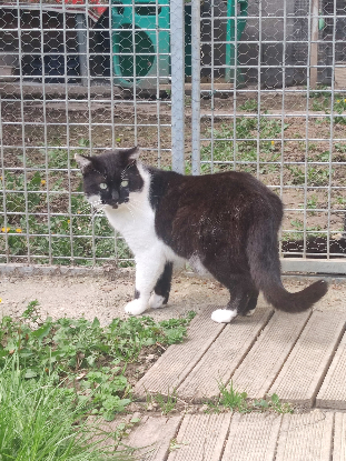 Adopter Okapi