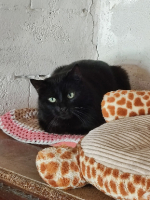 Adopter  chat : Freesby
