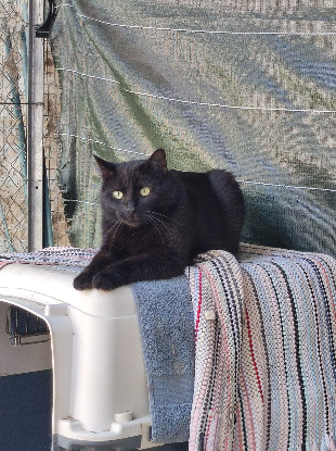 Adopter Freesby