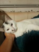 Adopter  chat : Pitou