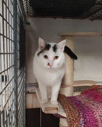 Adopter Pitou