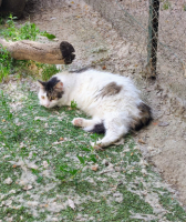 Adopter  chat : Siwa