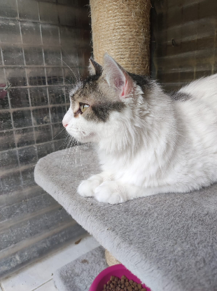 Adopter Siwa
