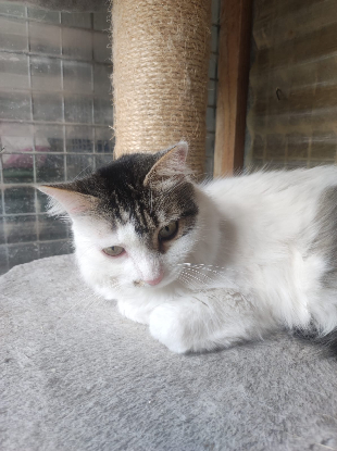 Adopter Siwa
