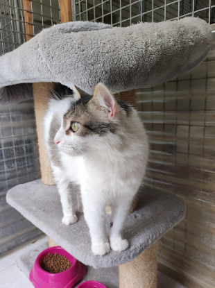 Adoption Siwa
