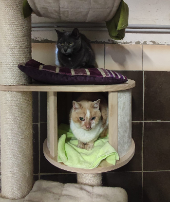 Adopter Perle & ptitbout