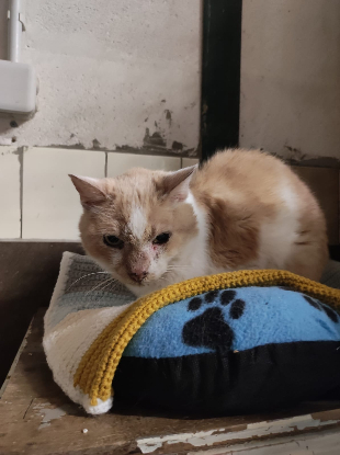 Adopter Perle & ptitbout