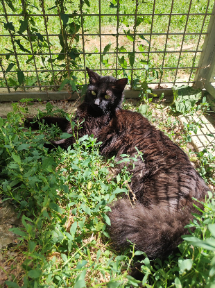 Adopter Kitty