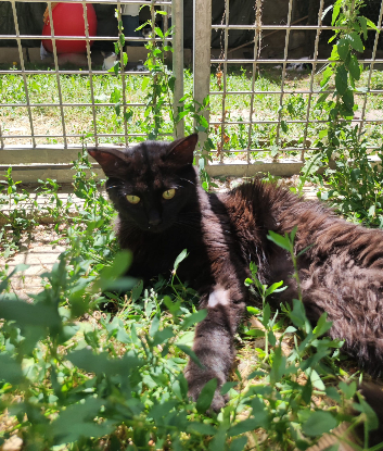 Adopter Kitty