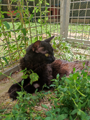 Adopter Kitty