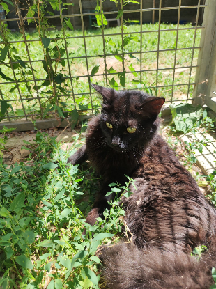 Adoption Kitty