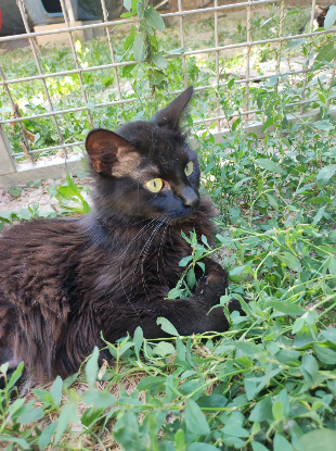 Adoption Kitty