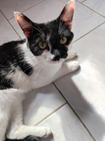 Adopter  chat : Delta