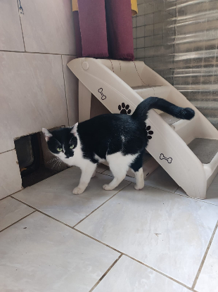 Adopter Delta