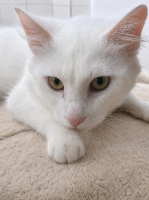 Adopter  chat : César