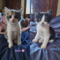 Adopter  chat : Baia et bidule