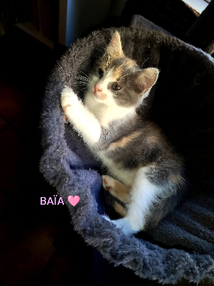 Adopter Baia et bidule