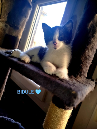 Adoption Baia et bidule
