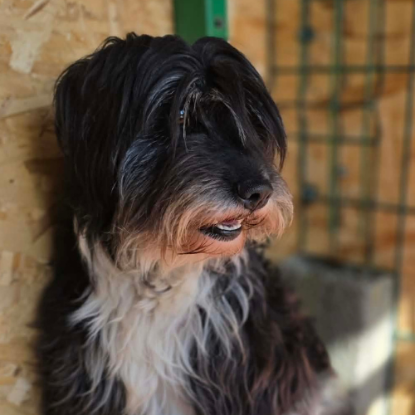 Adopter Anna