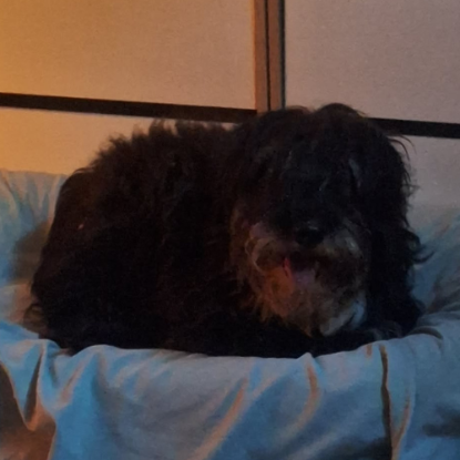 Adopter Anna